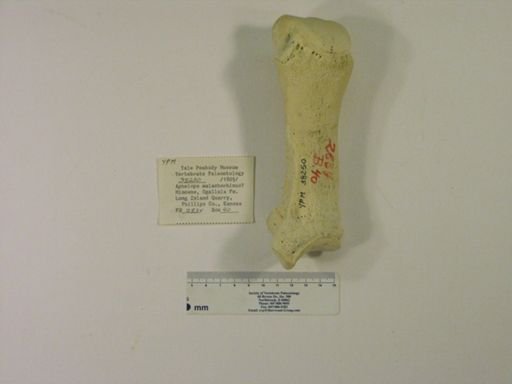 Aphelops malacorhinus
