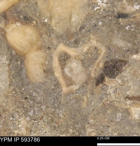 undet. Mollusca
