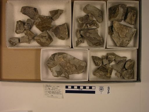 Dinosauria