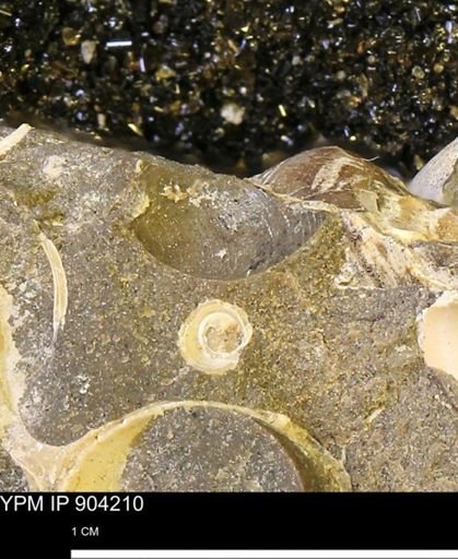 undet. Bivalvia