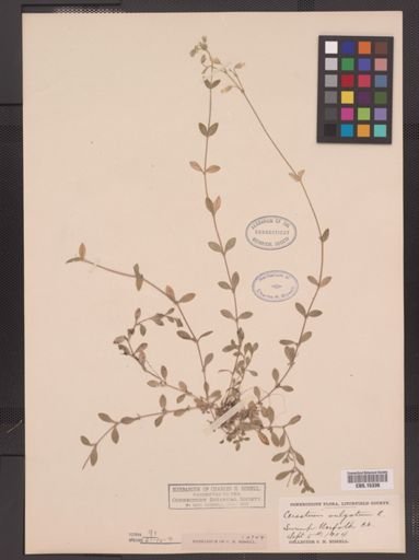 Cerastium vulgatum