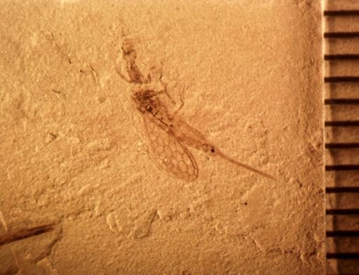 undet. Raphidioptera
