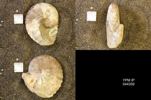 Hoploscaphites comprimus