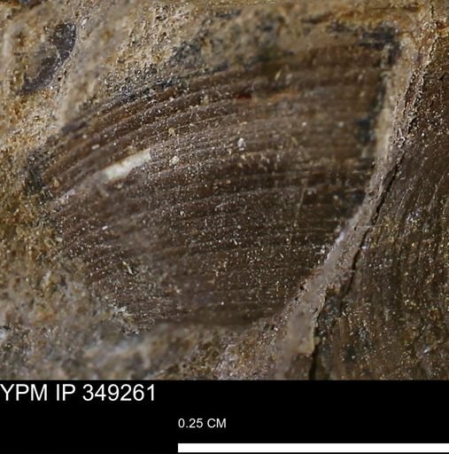 Limopsis striatopunctatus