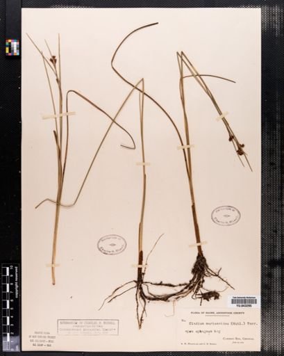 Cladium mariscoides
