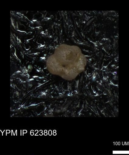 undet. Foraminiferida