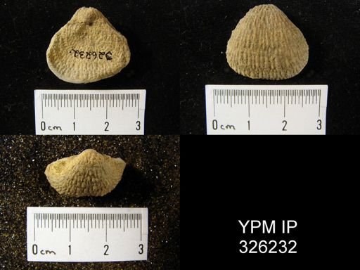 Pustula nebrascensis?