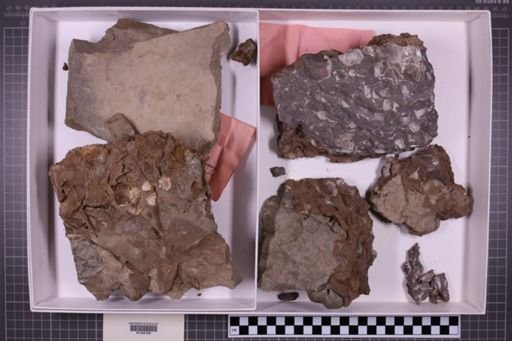 mixed taxa, stratigraphic collection