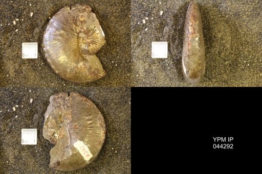 Hoploscaphites comprimus