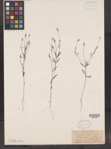 Polygala verticillata var. ambigua
