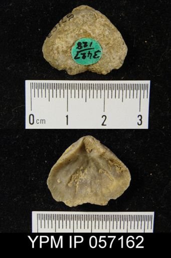 Meristella atoka