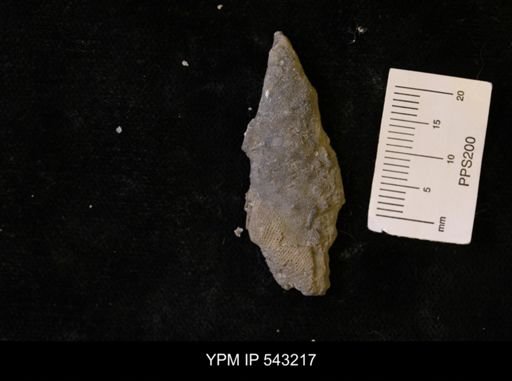 undet. Bryozoa