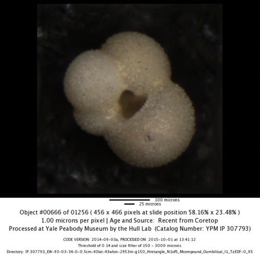 undet. Foraminiferida