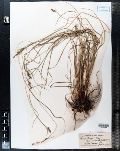 Carex hirsutella