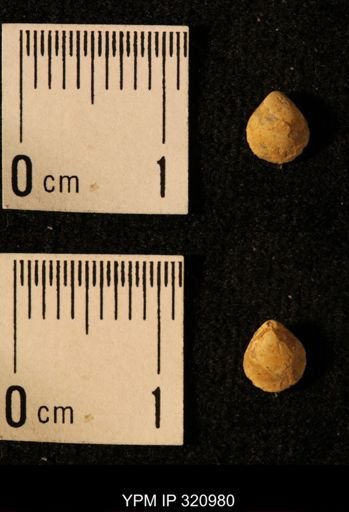 Dielasma elongatum