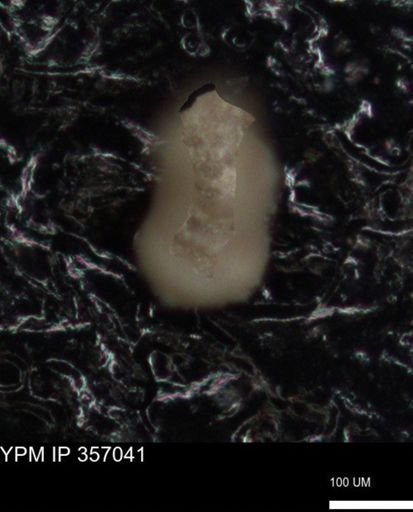 undet. Foraminiferida