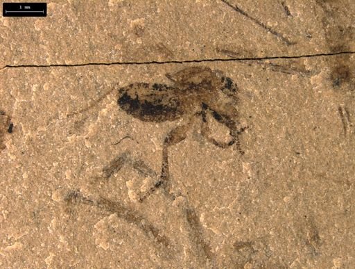 taxon undetermined