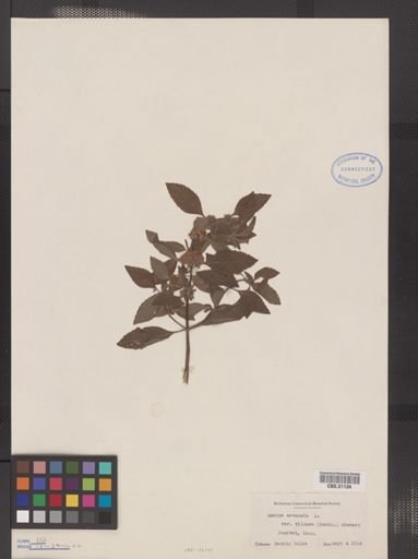 Mentha arvensis var. villosa