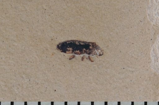 undet. Coleoptera