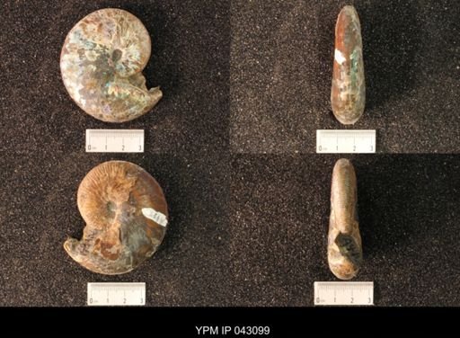 Hoploscaphites nicolletii