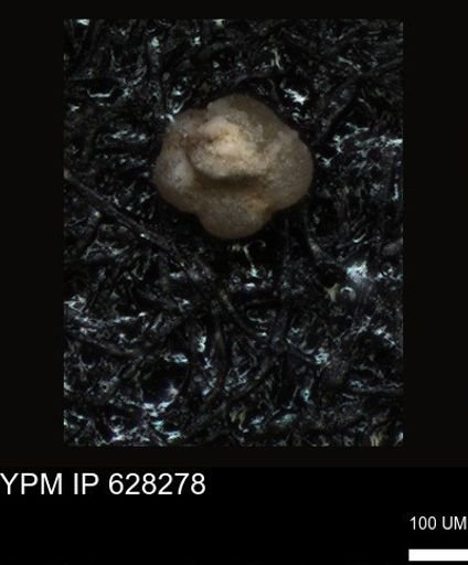 undet. Foraminiferida