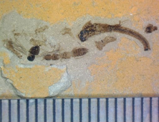 undet. Hexapoda