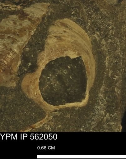 Limopsis sp.