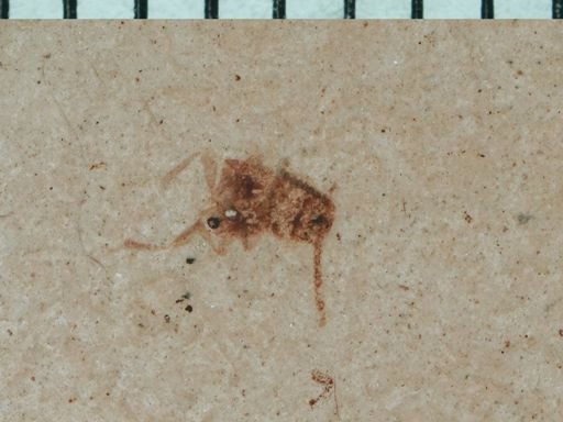Diptera?