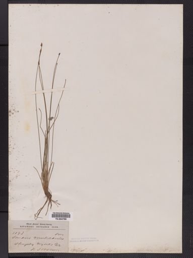 Eleocharis