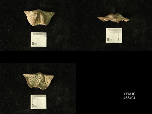 Platystrophia acutilirata