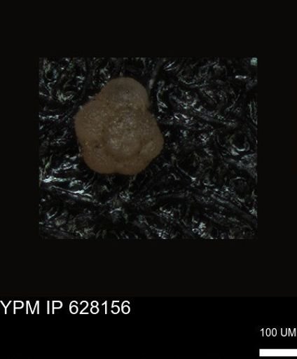 undet. Foraminiferida