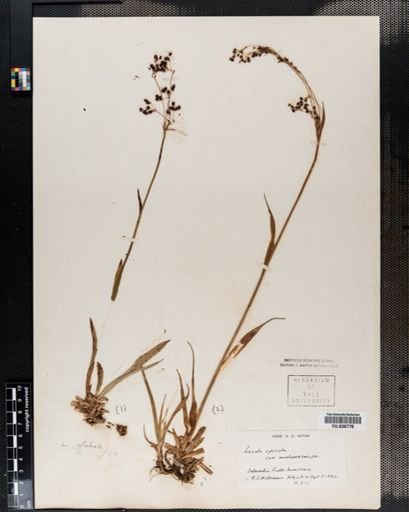 Luzula parviflora