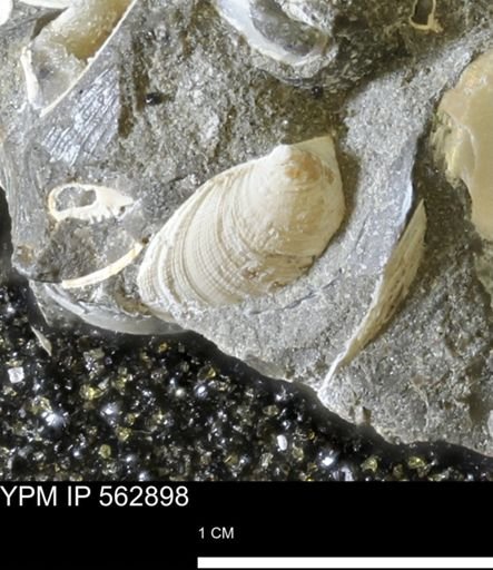Limopsis sp.