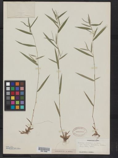 Panicum microcarpon
