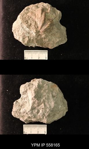 Spirifer cameratus