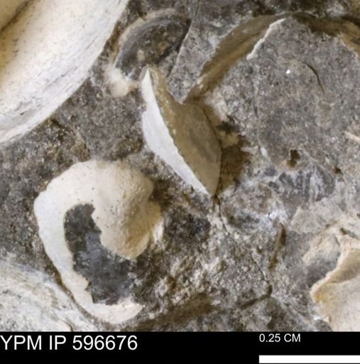 Protocardia sp.