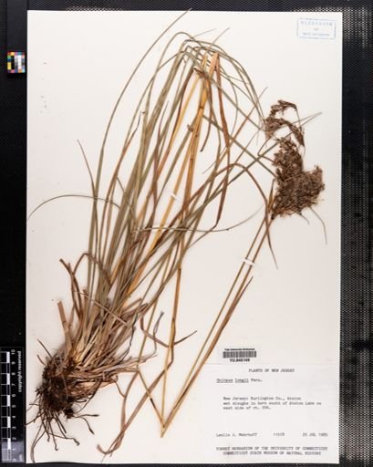 Scirpus longii