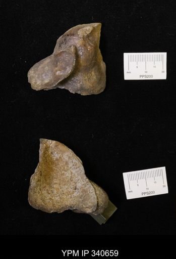Ostrea translucida