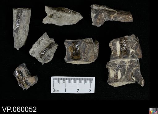 Enchodus?