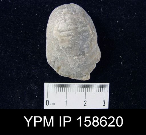 Clorinda barrandei
