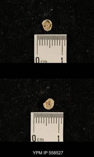 undet. Crinoidea