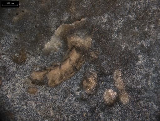 Aplocoma damesii