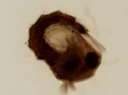 Anopheles