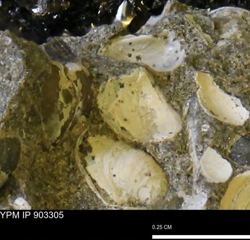 undet. Bivalvia