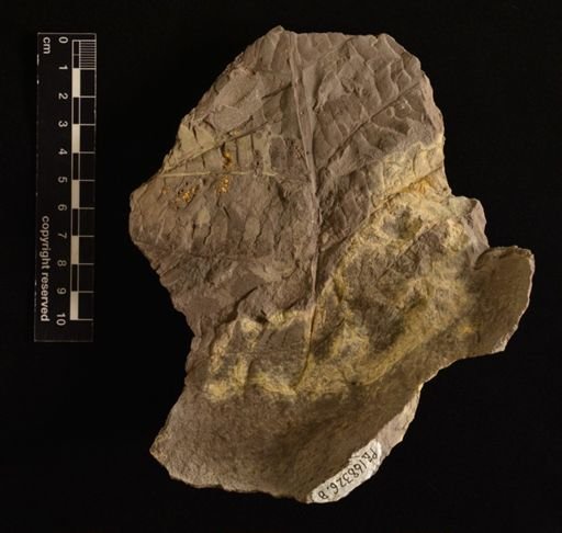 Cladophlebis sp.