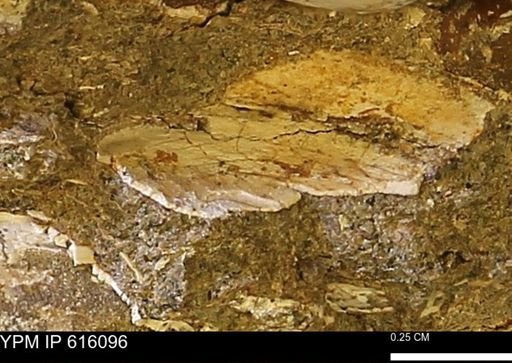 undet. Bivalvia