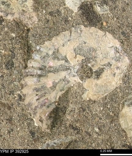 Scaphites sp.