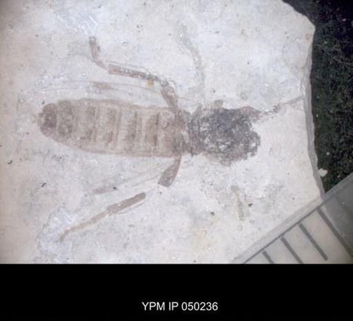 undet. Hexapoda