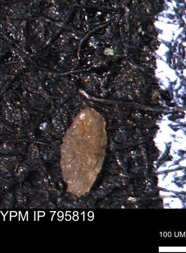 Miliammina manitobensis