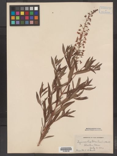 Plantae